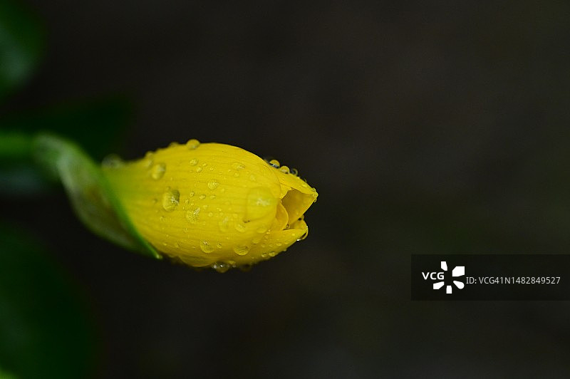 非常漂亮的彩色夏季花在我的花园里，塞尔维亚图片素材