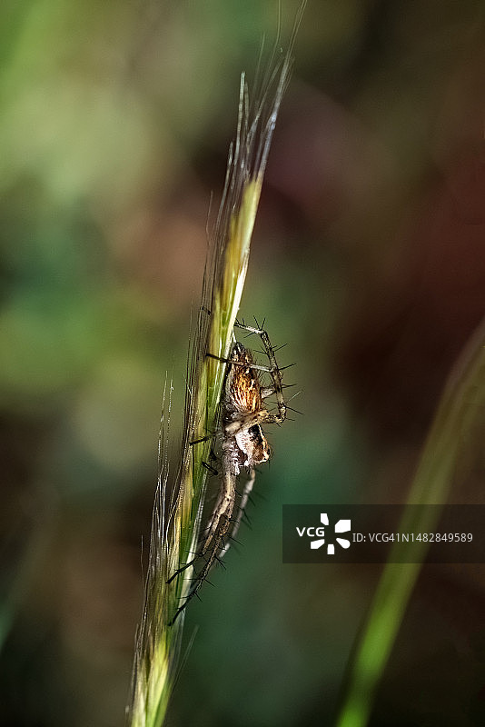 植物上的昆虫特写，西班牙图片素材