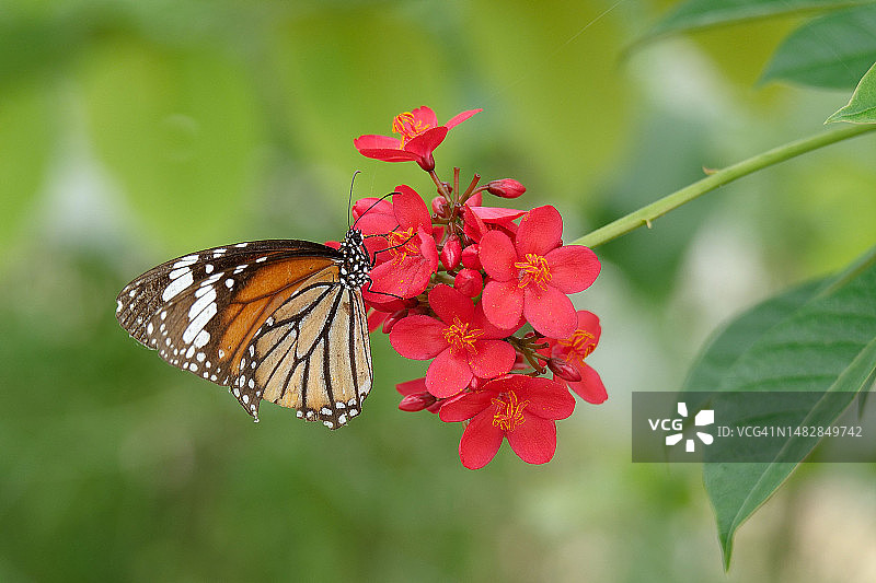 蝴蝶在粉色花朵上采蜜特写，泰国黎逸府图片素材