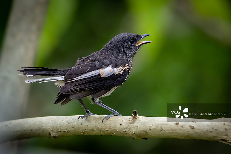 马来西亚八打灵再也树枝上的鹊鸲特写图片素材
