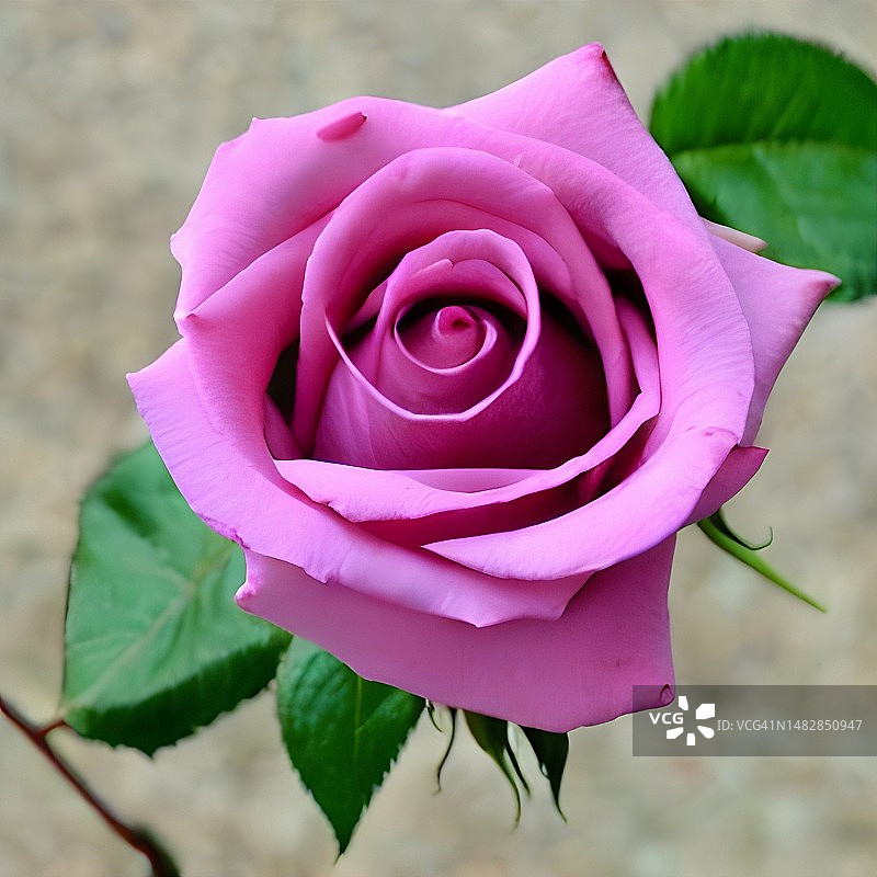 粉色玫瑰的特写图片素材