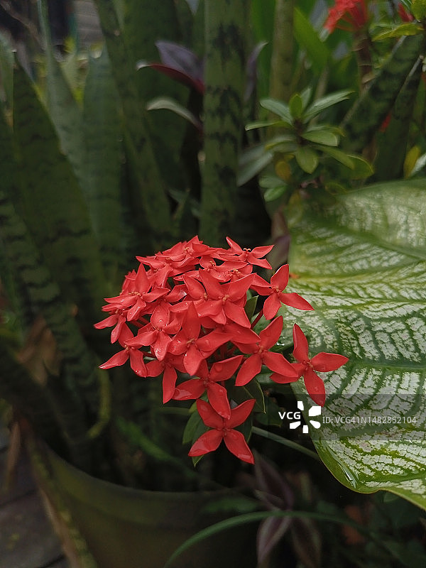 红色开花植物特写图片素材
