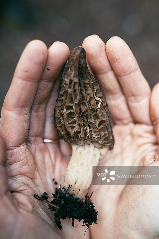 手捧新鲜采摘的羊肚菌图片素材