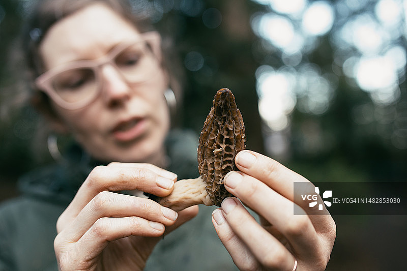 女人检查新鲜采摘的羊肚菌图片素材