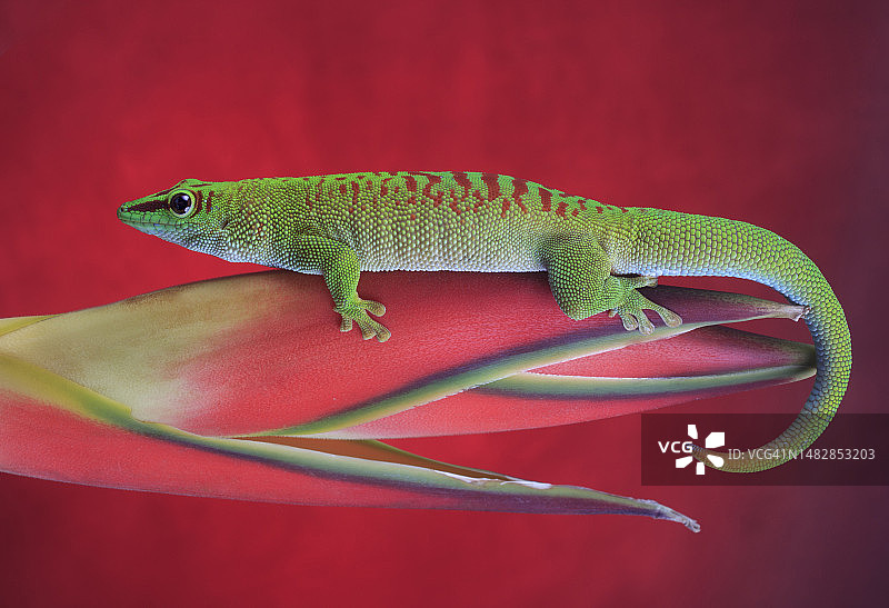 植物上的壁虎特写，英国图片素材