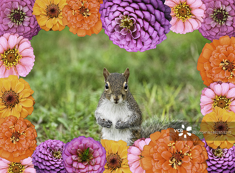 花丛中兔子的特写，美国图片素材