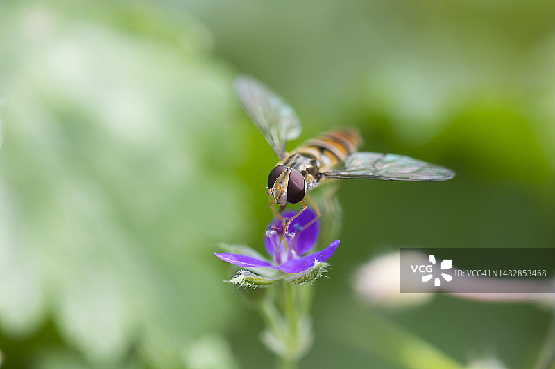 蜜蜂在紫色花朵上采蜜特写，土耳其哈塔伊图片素材