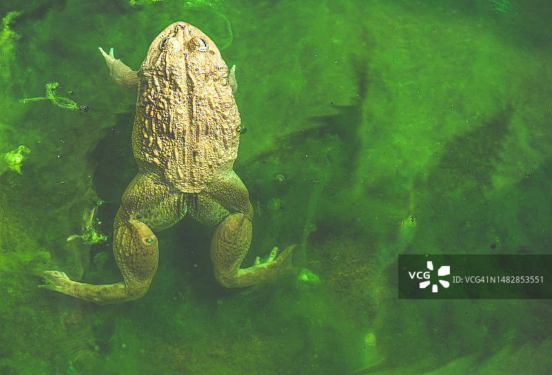 泰国曼谷树叶上的雄蟾蜍图片素材