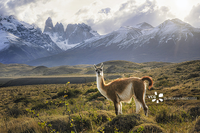 智利百内国家公园原驼侧面照图片素材