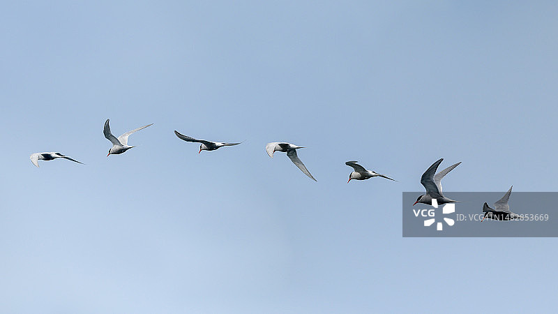加拿大雁在晴朗天空飞翔的低角度景观图片素材
