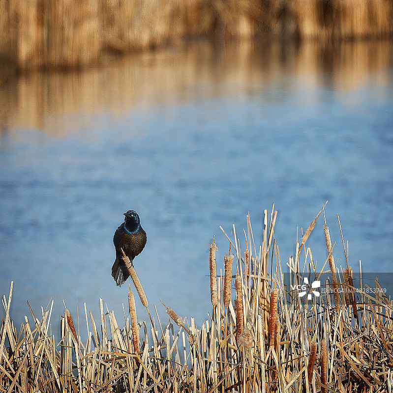 加拿大马尼托巴省温尼伯湿地风光图片素材