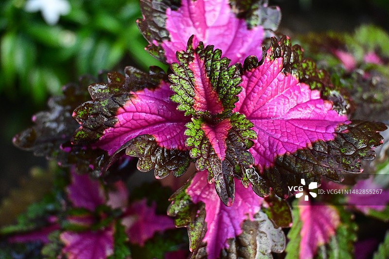 紫红色彩叶草图片素材