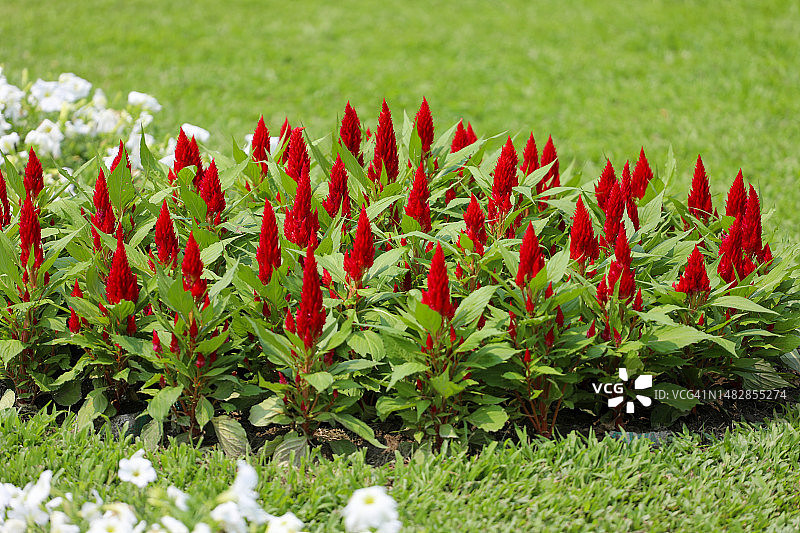 红色植物特写，孟加拉国图片素材