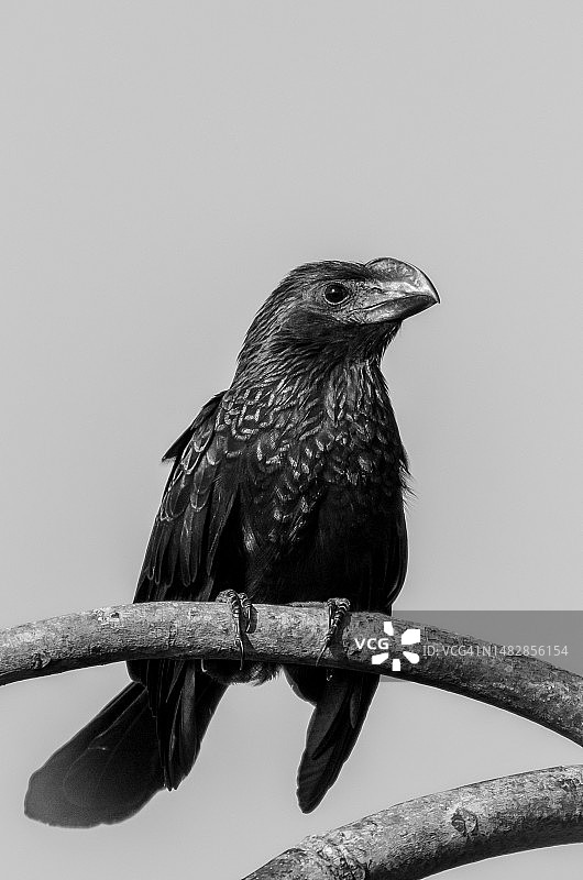 啄羊鹦鹉在树枝上栖息的特写，波多黎各图片素材