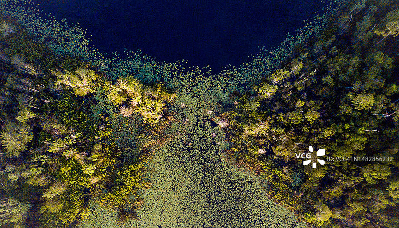 航拍美国佛罗里达州奥卡拉国家森林公园的树木图片素材