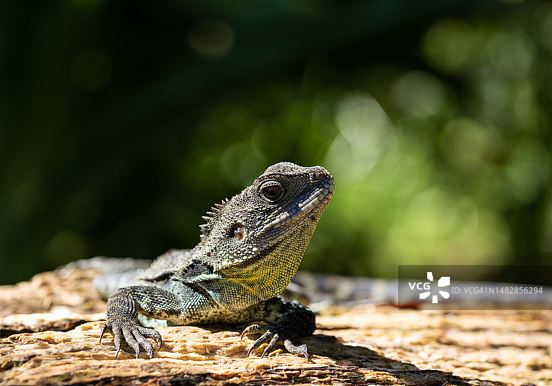 澳洲水龙在岩石上的特写，堪培拉，澳大利亚首都特区，澳大利亚图片素材