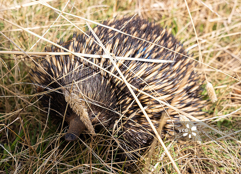澳大利亚首都堪培拉田野上的干草特写图片素材
