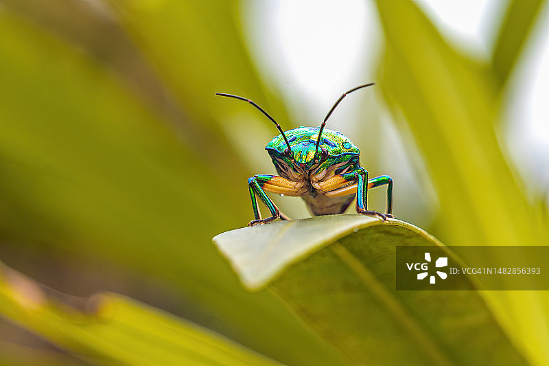 印度喀拉拉邦树叶上的昆虫特写图片素材