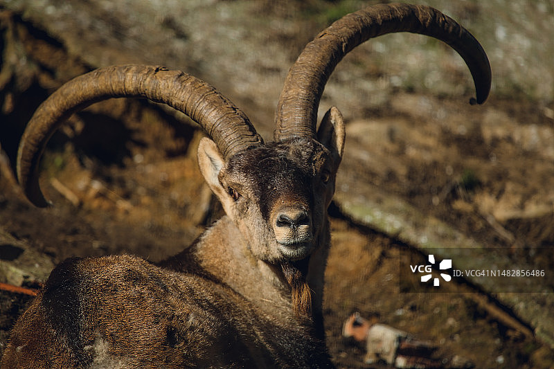 西班牙坎塔布里亚Santillana del Mar，坐在田野上的野山羊肖像图片素材