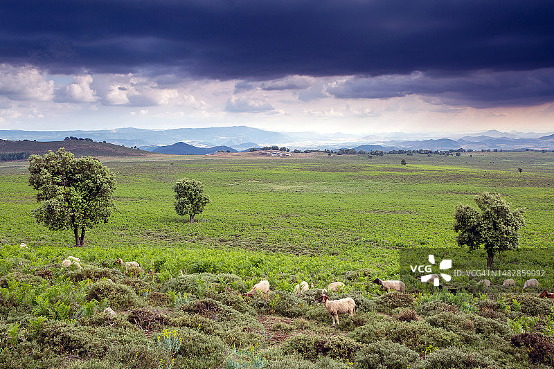 伊夫兰，中阿特拉斯山脉，摩洛哥，北非图片素材