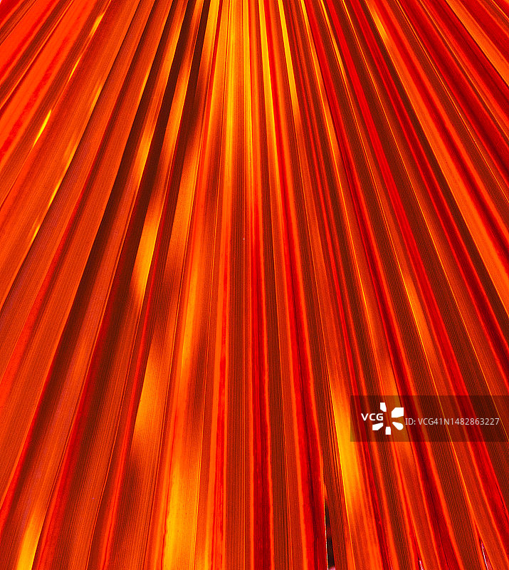 单片彩色棕榈叶图片素材