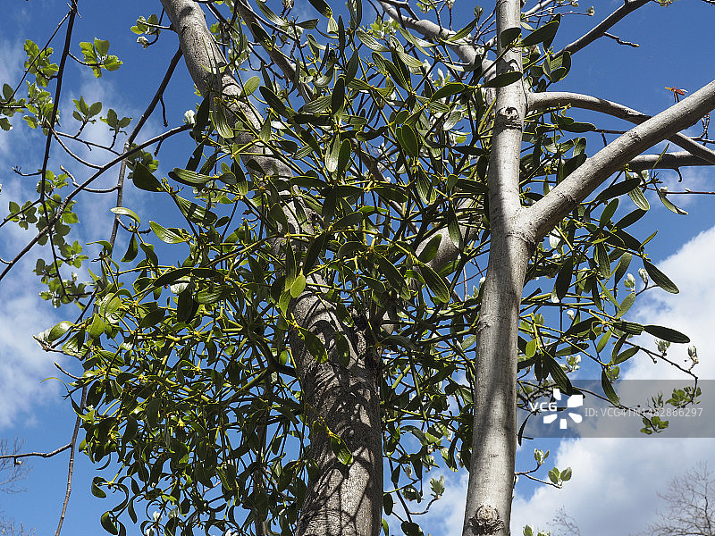 奥索拉山谷树上的槲寄生图片素材