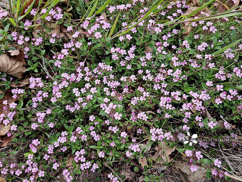 奥索拉山谷中开花的粉红色石皂草图片素材