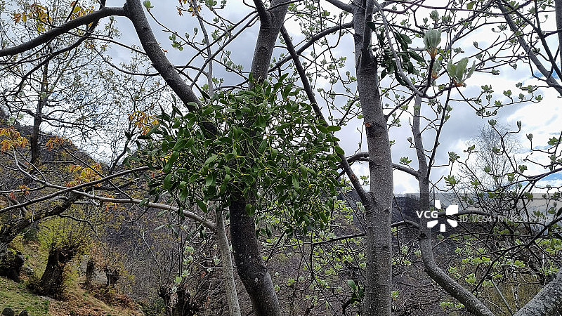 奥索拉山谷树上的槲寄生图片素材