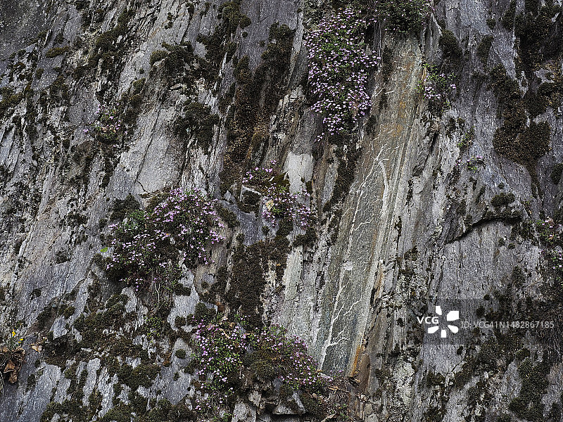 粉红色石 Soapwort 在奥索拉山谷中盛开图片素材