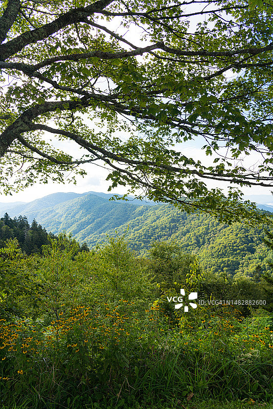 茂盛的绿色山坡图片素材