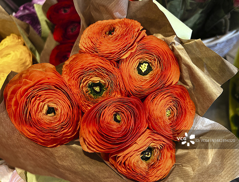 花毛茛图片素材