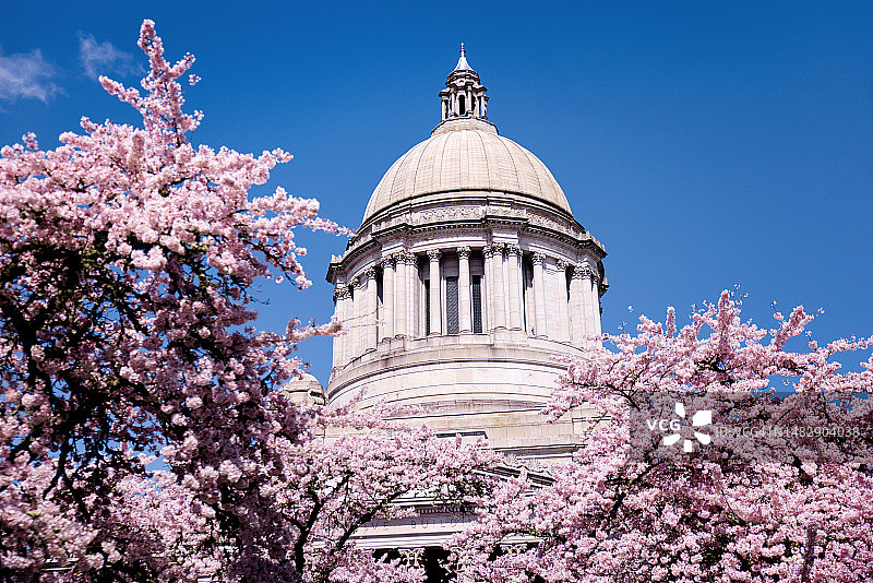 华盛顿州议会大厦与樱花图片素材
