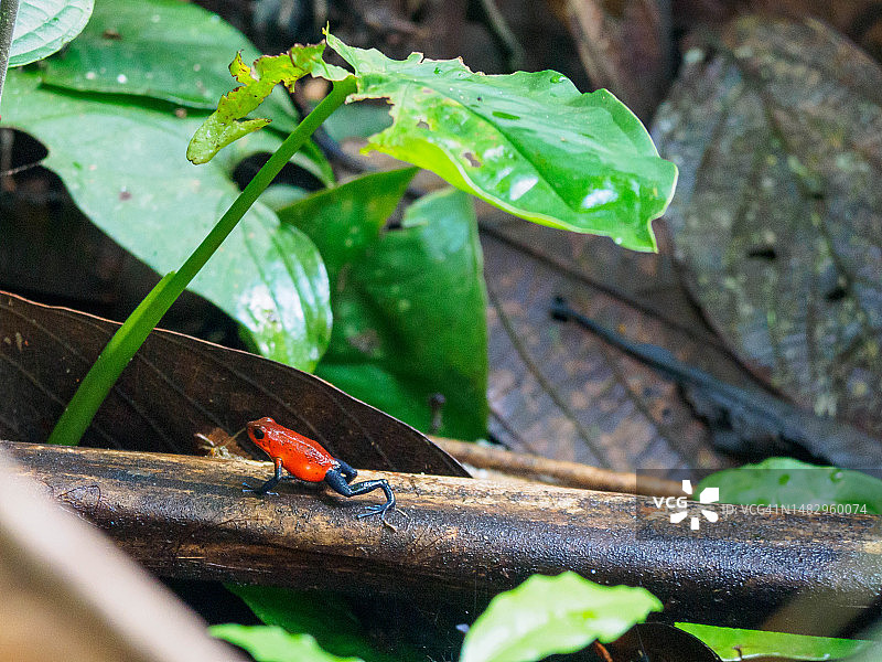 哥斯达黎加的草莓箭毒蛙图片素材