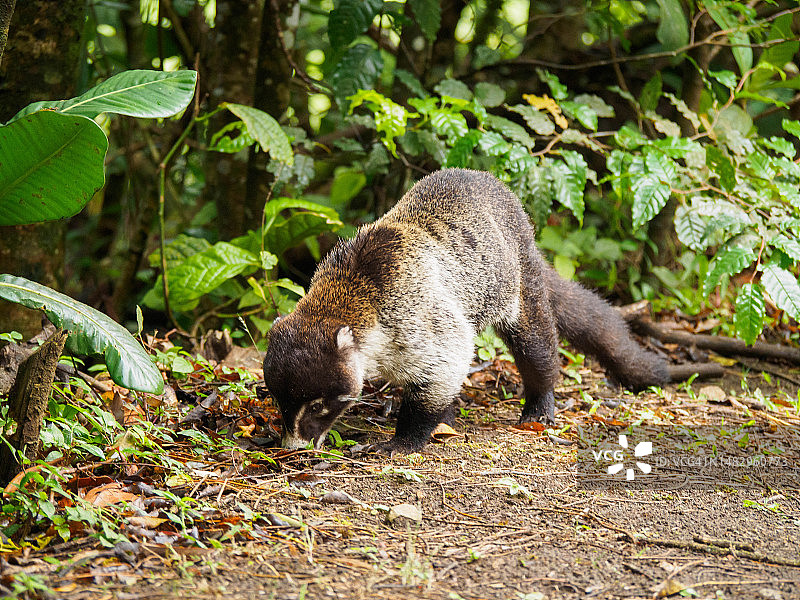 哥斯达黎加蒙特维多云雾森林生物保护区内的浣熊图片素材
