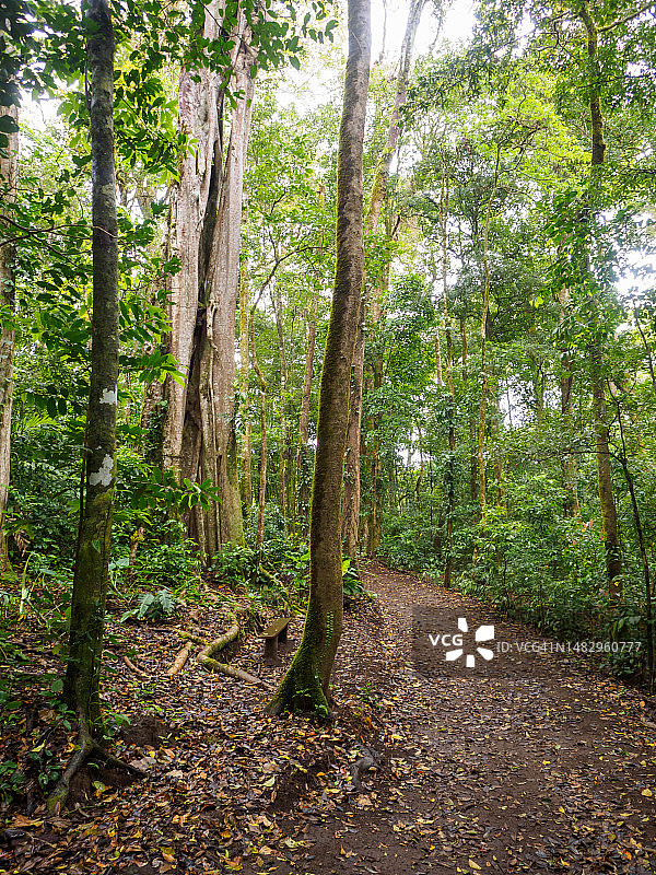 哥斯达黎加蒙特维多云雾森林生物保护区图片素材