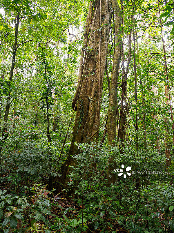 哥斯达黎加蒙特维多云雾森林生物保护区图片素材
