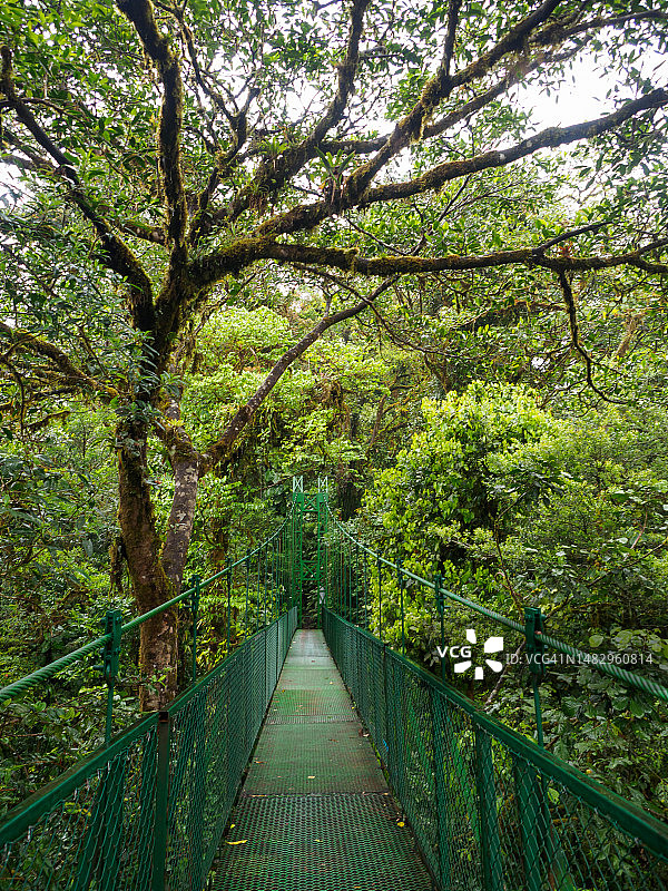 哥斯达黎加蒙特维多云雾森林保护区的吊桥图片素材