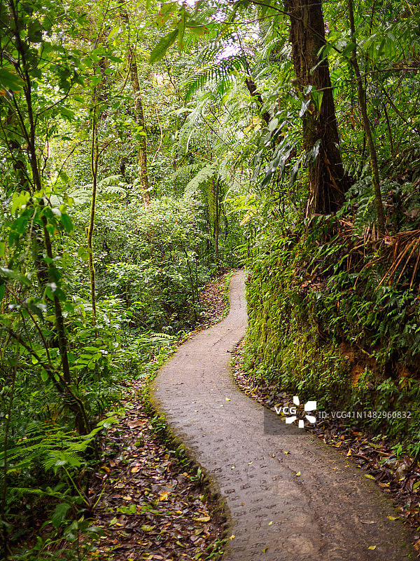 哥斯达黎加蒙特维多云雾森林生物保护区图片素材