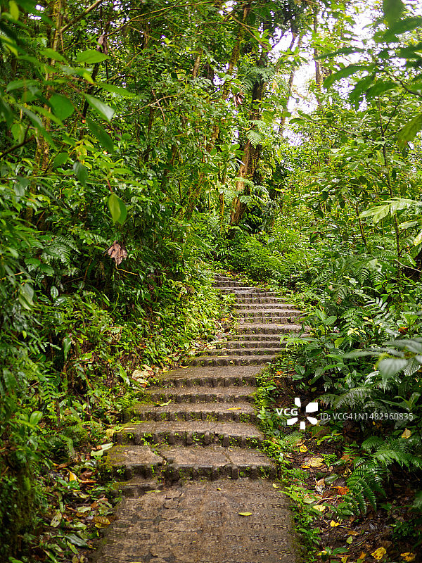 哥斯达黎加蒙特维多云雾森林生物保护区图片素材