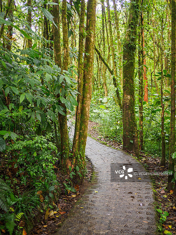 哥斯达黎加蒙特维多云雾森林生物保护区图片素材