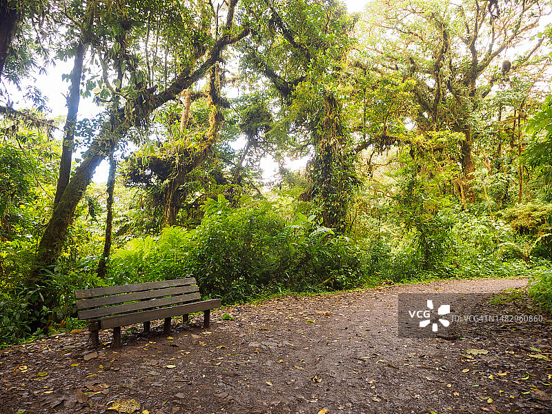 哥斯达黎加蒙特维多云雾森林生物保护区长椅图片素材