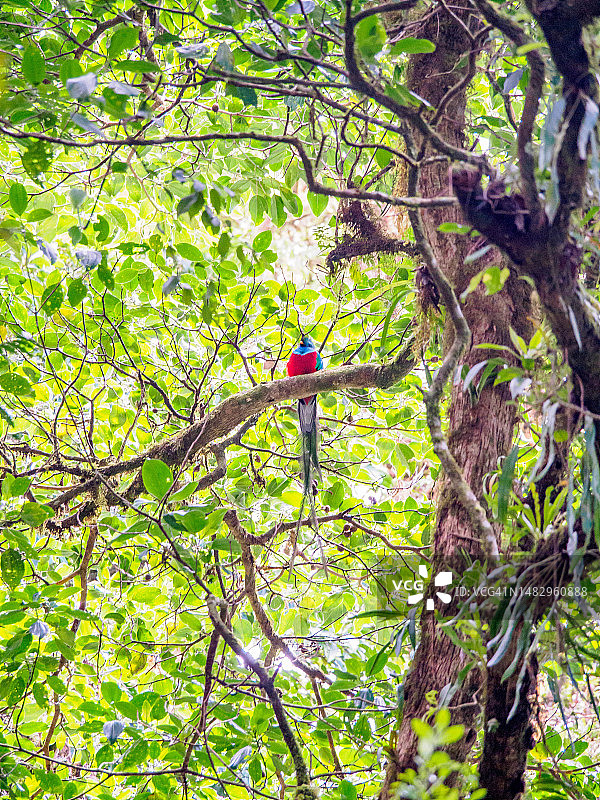 哥斯达黎加蒙特维多云雾森林生物保护区的格查尔鸟图片素材