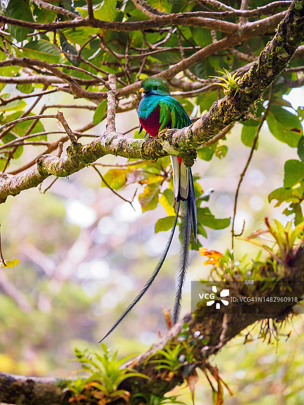 哥斯达黎加蒙特维多云雾森林生物保护区的格查尔鸟图片素材