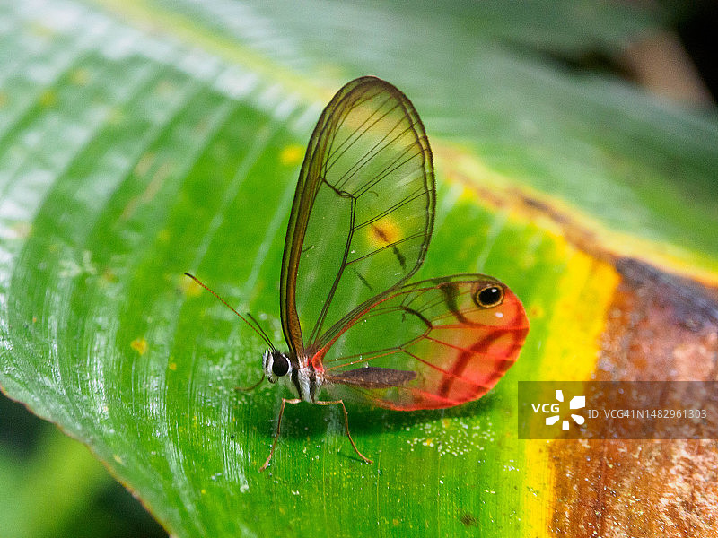 哥斯达黎加特诺里奥火山国家公园的玻璃翼蝴蝶图片素材