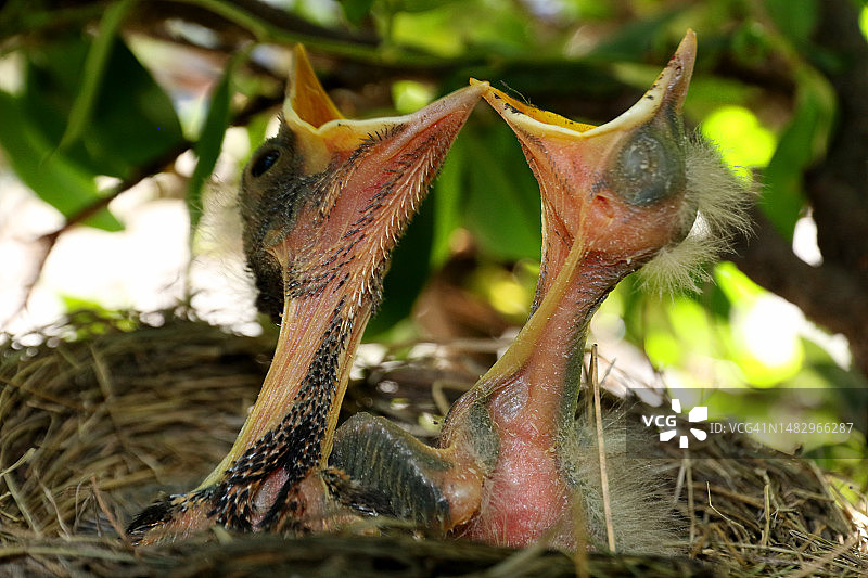 喂食的时候图片素材
