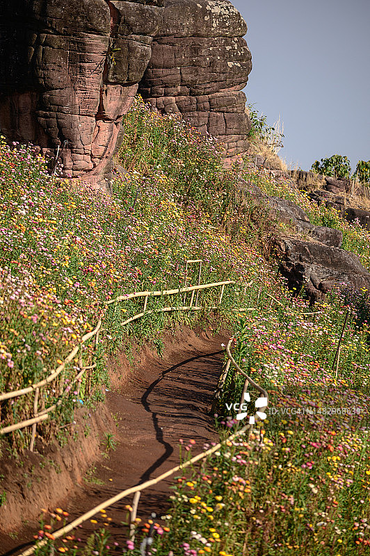 泰国Phu Hin Rongkra公园美丽的麦秆菊花田图片素材