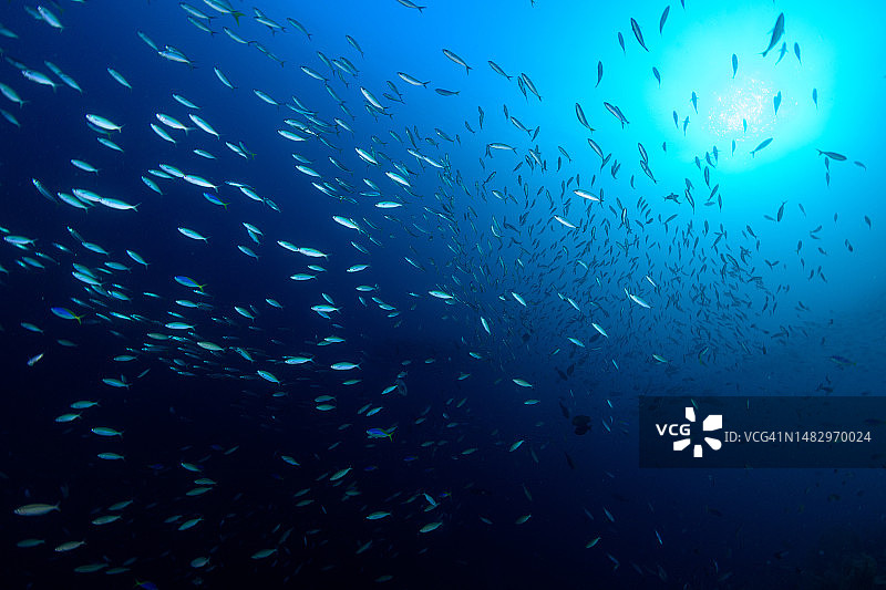 阳光下的鱼群图片素材