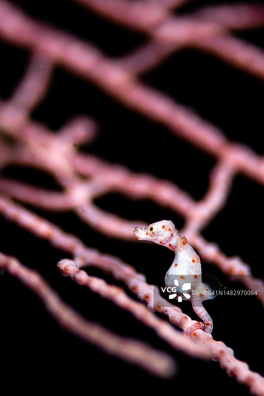 侏儒海马图片素材