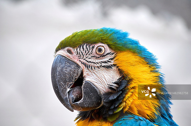 金刚鹦鹉肖像图片素材