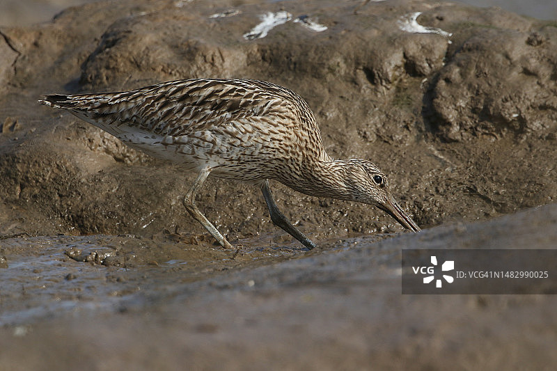 在海岸线觅食的 Curlew 鸟图片素材